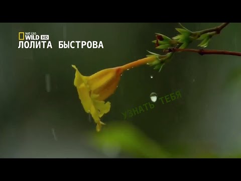 Лолита Быстрова - Узнать тебя видео (клип)