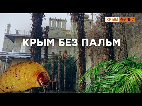 ПУСТОЙПАК - Пальмы видео (клип)