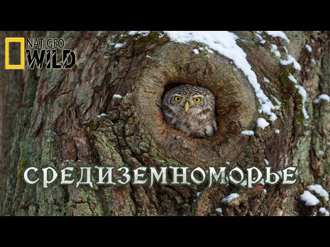 Природа - Дар природы мира видео (клип)