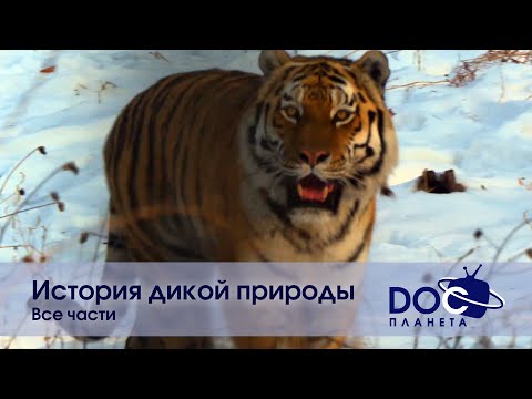 Природа - Окружающая среда дикой природы видео (клип)