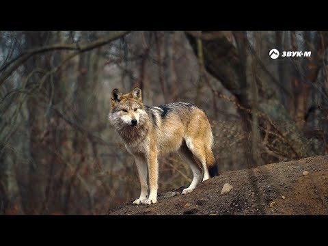 Артур Кунижев - Фотография видео (клип)