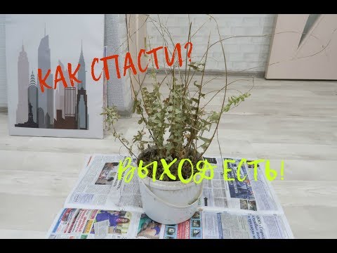 почему Настя - Засохшими листьями видео (клип)