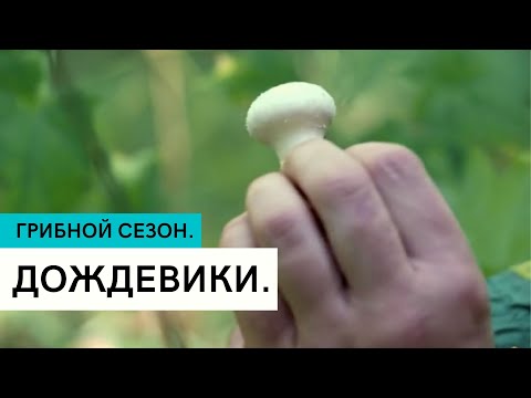 Ариф Акимов, Astral Dawg - Сезон грибных дождей видео (клип)