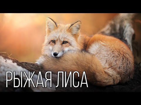 Лиса - От земли (Выше, Ч. 2) видео (клип)