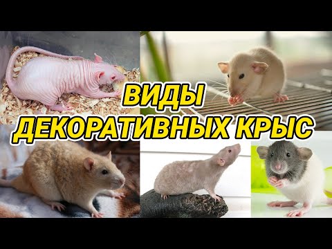 ПроектХ - Крысы видео (клип)