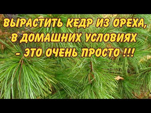 Кедр - Семена видео (клип)