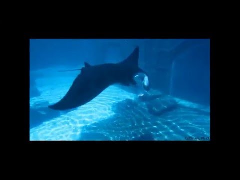 Manta Ray - В ином мире видео (клип)