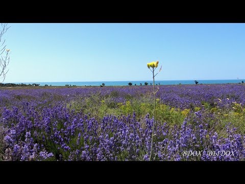 Природа - Через поля видео (клип)