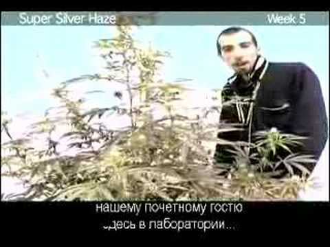 Алешендр, SILVERHAZE - Без названия видео (клип)