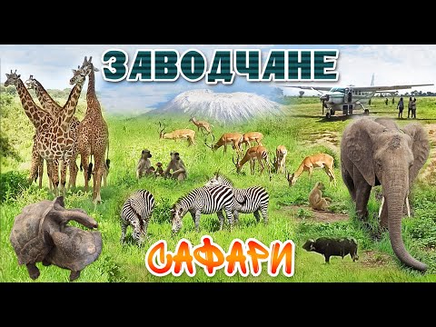 Заводчане - Сафари видео (клип)