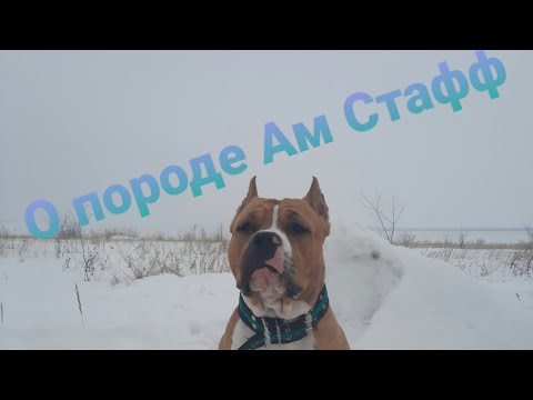 ДЯДЯ СТАФФ - Как праздник видео (клип)