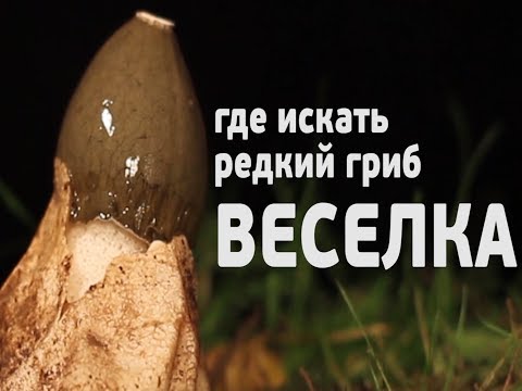 РЕДКИЙ - Под Москвой видео (клип)