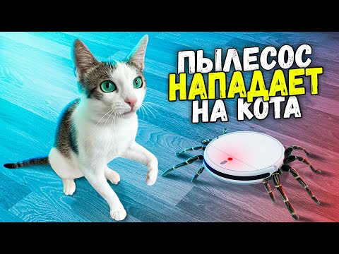 Snor - Котик видео (клип)