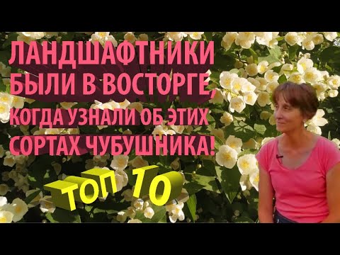 janyarov - Сорт видео (клип)