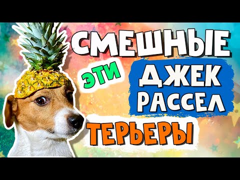 Jack Russell - Ненормальные люди видео (клип)