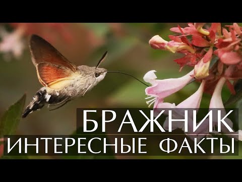 БРАЖНИК - МОЕ видео (клип)